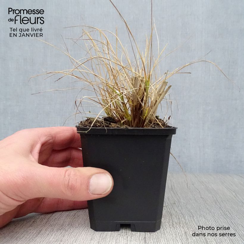 Spécimen de Pennisetum alopecuroides Goldstrich - Herbe aux écouvillons Godet de 8/9 cm tel que livré en hiver