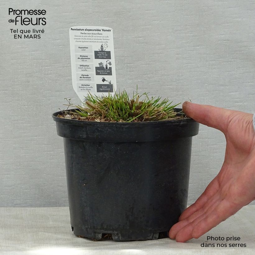 Spécimen de Pennisetum alopecuroides Hameln - Herbe aux écouvillons Pot de 3L/4L tel que livré au printemps