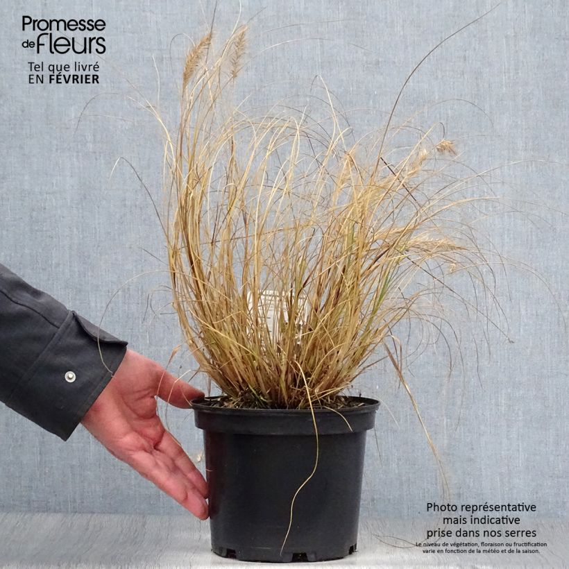 Spécimen de Pennisetum alopecuroides Hameln - Herbe aux écouvillons Pot de 3L/4L tel que livré en hiver