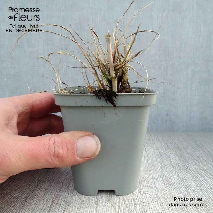 Spécimen de Pennisetum alopecuroides Hameln - Herbe aux écouvillons Godet de 8/9 cm tel que livré en hiver