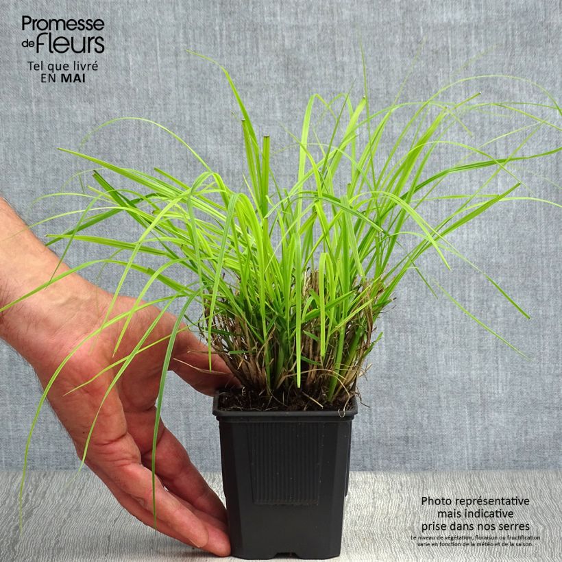 Spécimen de Pennisetum alopecuroides Hameln - Herbe aux écouvillons Godet de 8/9 cm tel que livré au printemps