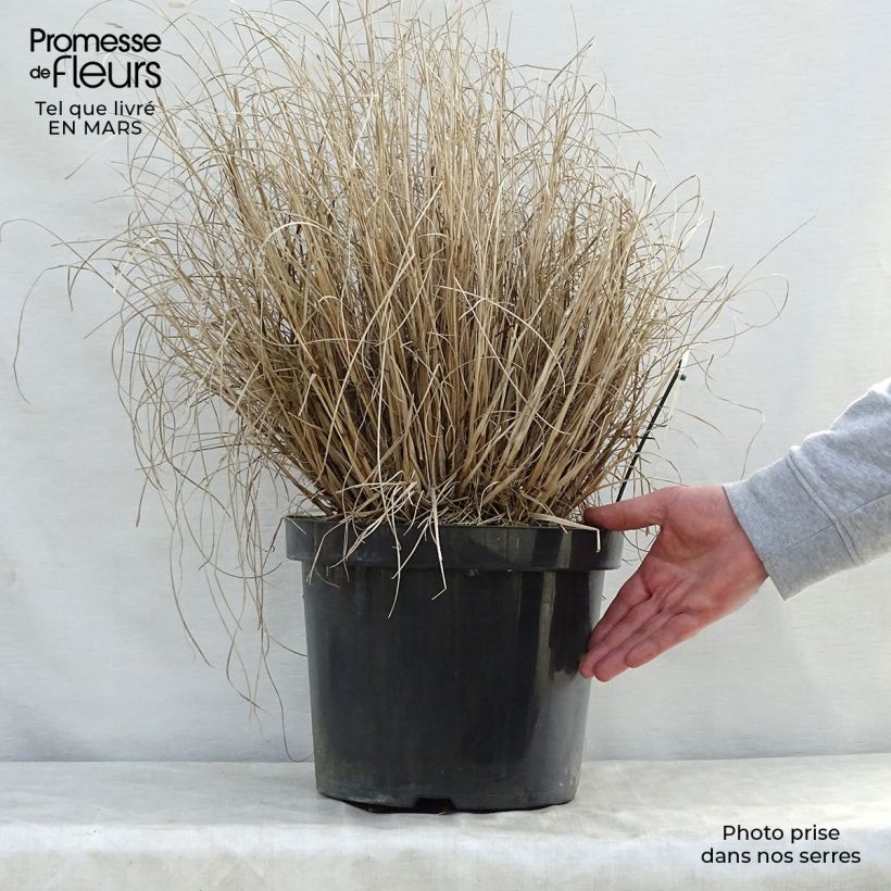 Spécimen de Pennisetum alopecuroides Hameln - Herbe aux écouvillons Pot de 7,5L/10L tel que livré au printemps