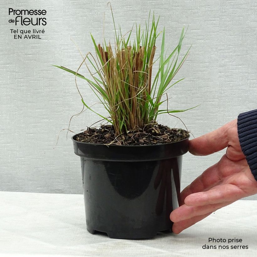 Spécimen de Pennisetum alopecuroides Hameln - Herbe aux écouvillons Pot de 1L/1,5L tel que livré au printemps