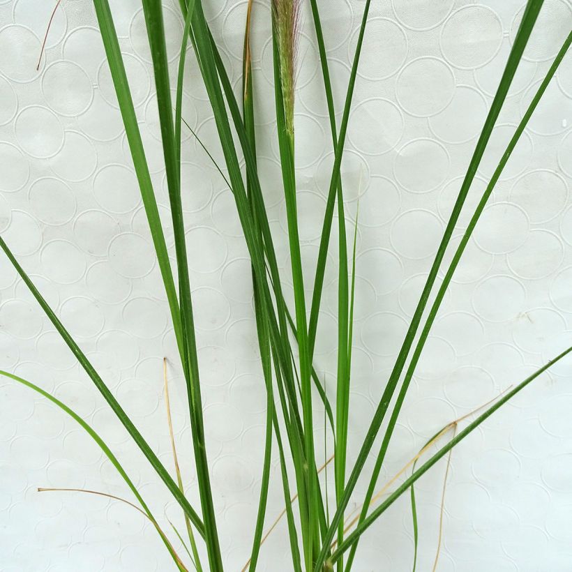 Pennisetum alopecuroides Herbstzauber, Herbe aux écouvillons (Feuillage)