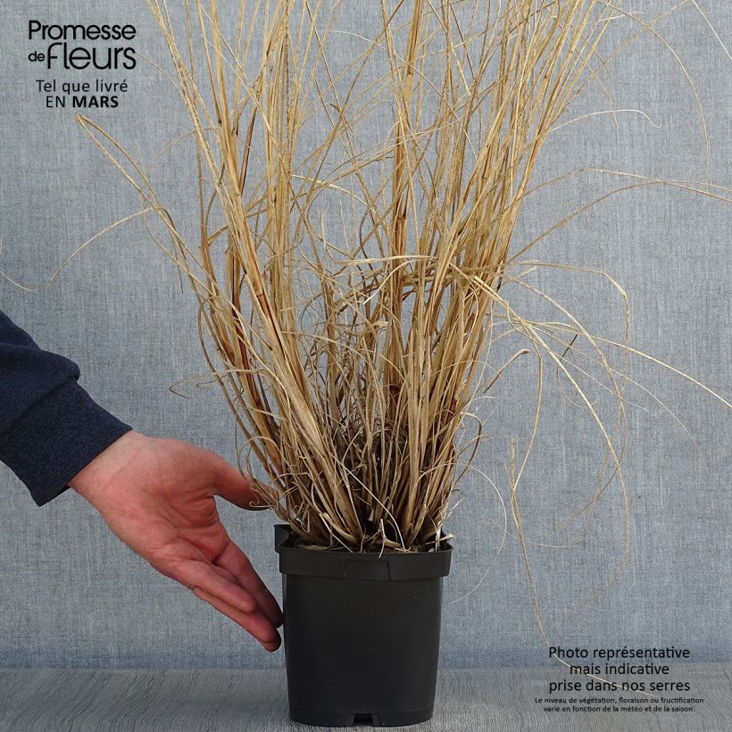 Spécimen de Pennisetum alopecuroides Herbstzauber, Herbe aux écouvillons Pot de 2L/3L tel que livré en hiver