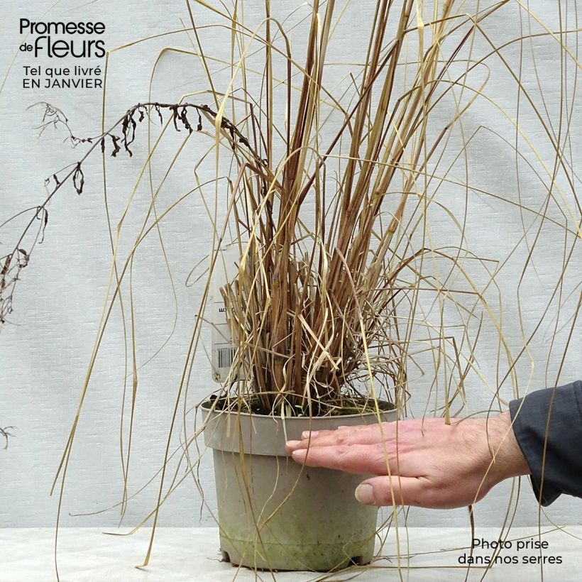 Spécimen de Pennisetum alopecuroïdes Japonicum - Herbe aux écouvillons Pot de 2L/3L tel que livré en hiver