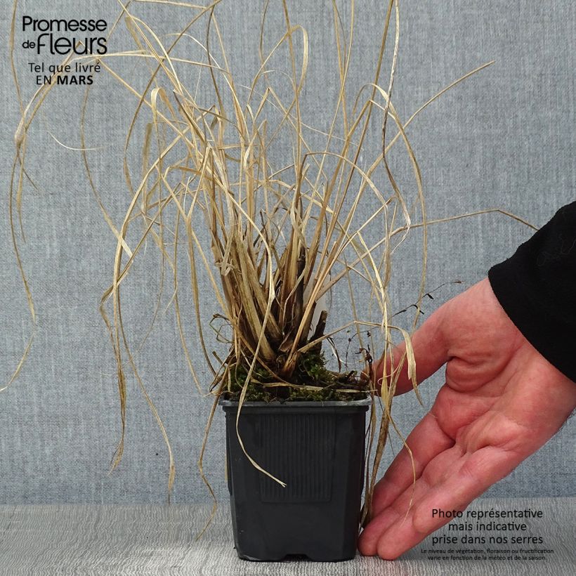 Spécimen de Pennisetum alopecuroides Lepage Gold - Herbe aux écouvillons Godet de 8/9 cm tel que livré en hiver