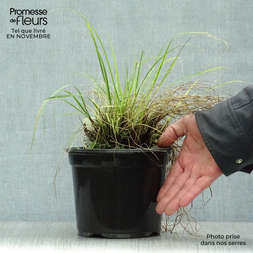Spécimen de Pennisetum alopecuroides Little Bunny - Herbe aux écouvillons Pot de 2L/3L tel que livré en automne