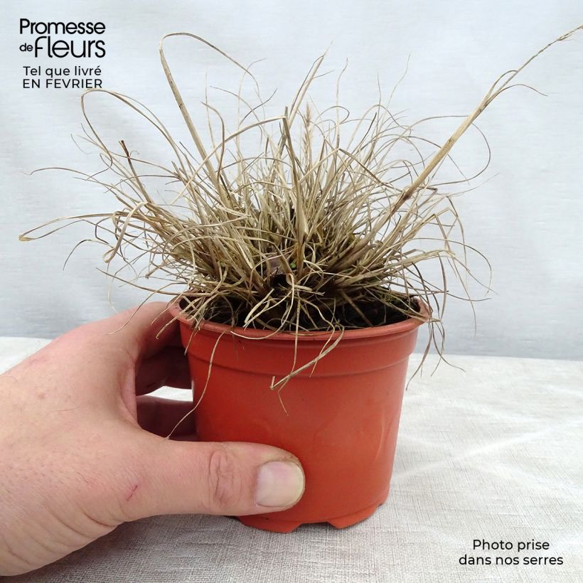 Spécimen de Pennisetum alopecuroides Little Bunny - Herbe aux écouvillons Godet de 8/9 cm tel que livré en hiver
