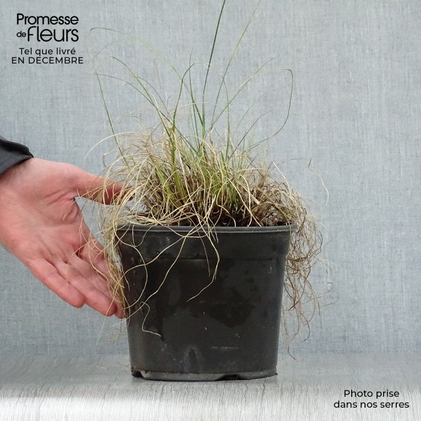 Spécimen de Pennisetum alopecuroides Little Bunny - Herbe aux écouvillons Pot de 2L/3L tel que livré en hiver