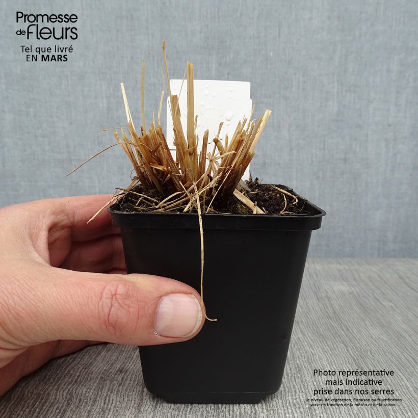 Spécimen de Pennisetum alopecuroides Lumen Gold - Herbe aux écouvillons Godet de 8/9 cm tel que livré en hiver