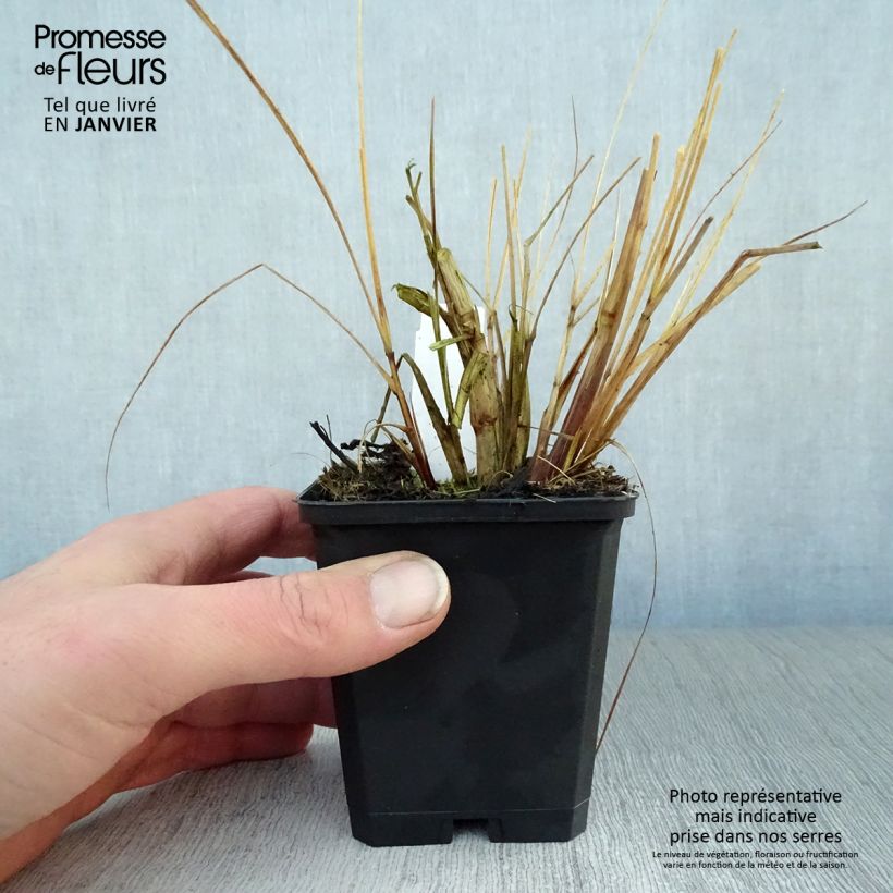 Spécimen de Pennisetum alopecuroides Magic - Herbe aux écouvillons  Godet de 8/9 cm tel que livré en hiver