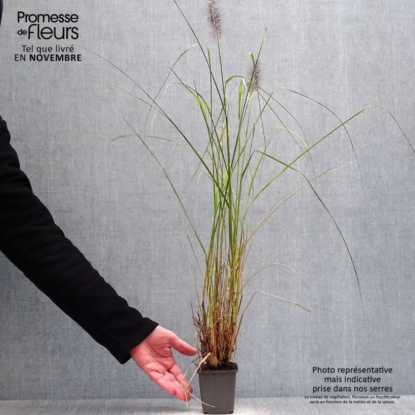 Spécimen de Pennisetum alopecuroïdes Moudry - Herbe aux écouvillons Godet de 8/9 cm tel que livré en automne