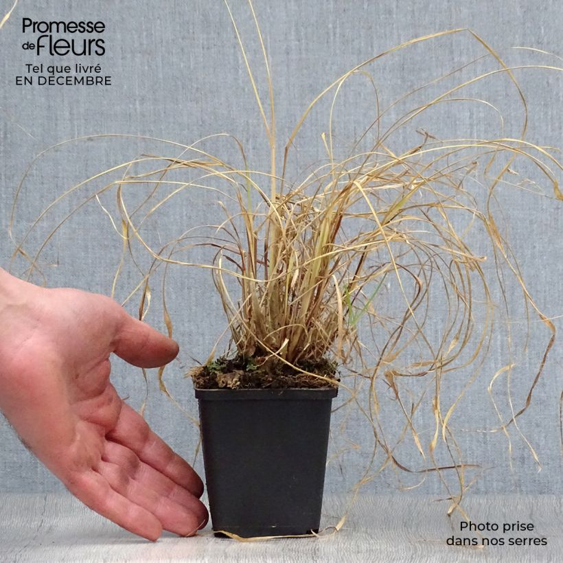 Spécimen de Pennisetum alopecuroïdes Moudry - Herbe aux écouvillons Godet de 8/9 cm tel que livré en hiver