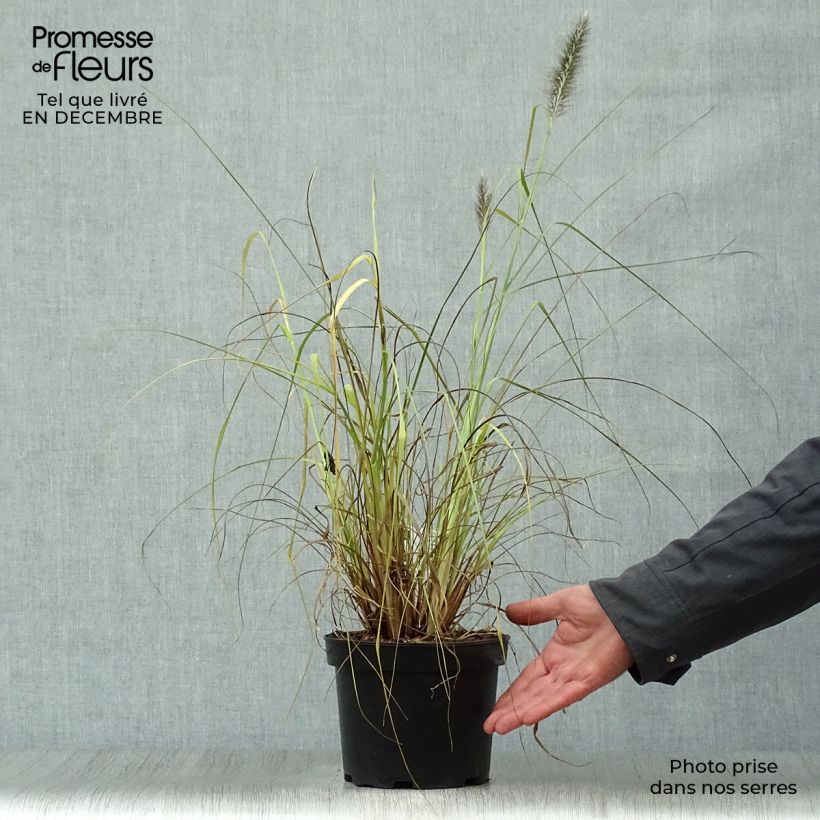 Spécimen de Pennisetum alopecuroïdes Moudry - Herbe aux écouvillons Pot de 2L/3L tel que livré en hiver