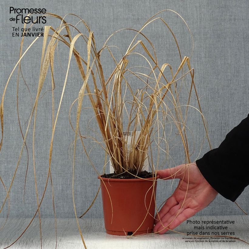 Spécimen de Pennisetum alopecuroides National Arboretum - Herbe aux écouvillons pourpres Pot de 1L/1,5L tel que livré en hiver