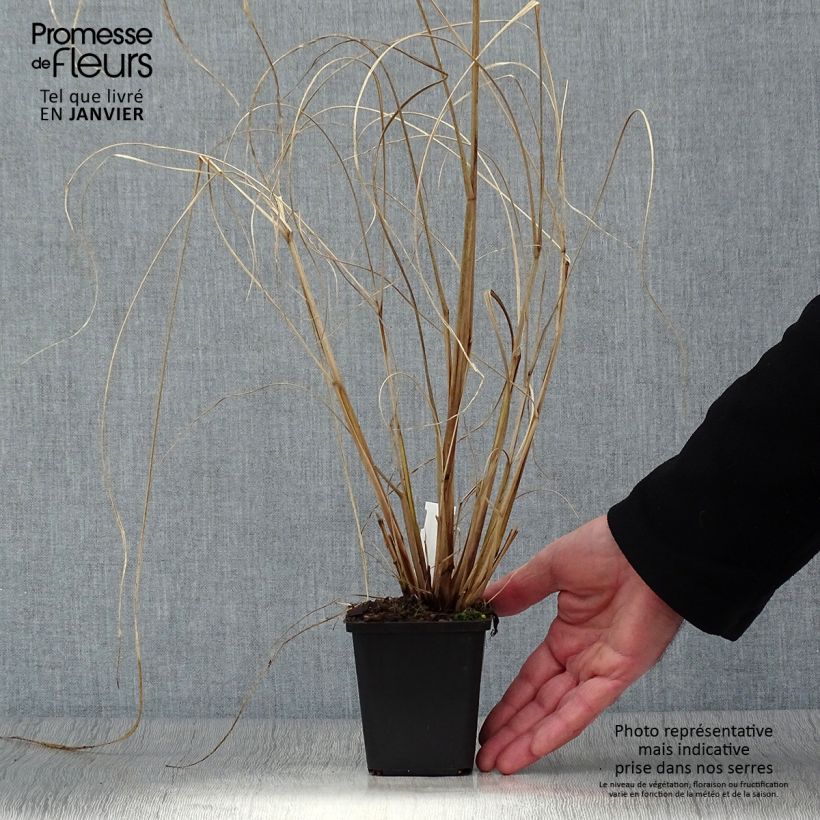 Spécimen de Pennisetum alopecuroides Red Head - Herbe aux écouvillons Godet de 8/9 cm tel que livré en hiver