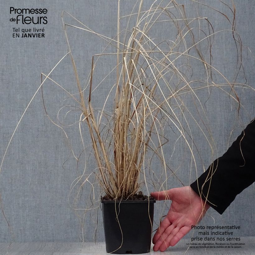 Spécimen de Pennisetum alopecuroides Red Head - Herbe aux écouvillons Pot de 2L/3L tel que livré en hiver