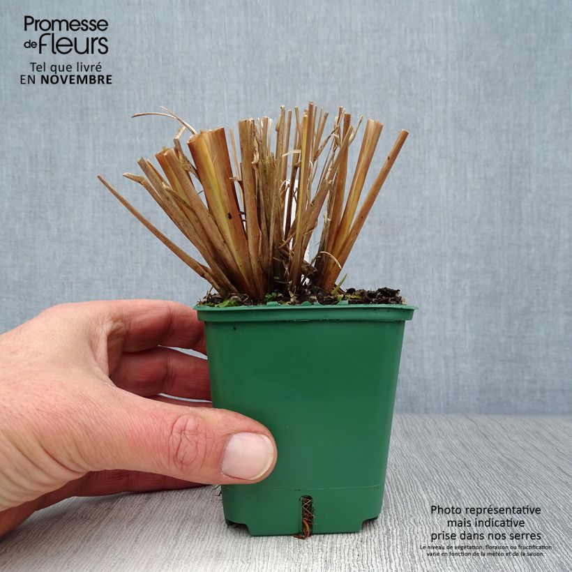Spécimen de Pennisetum alopecuroïdes f. viridescens - Herbe aux écouvillons Godet de 8/9 cm tel que livré en automne