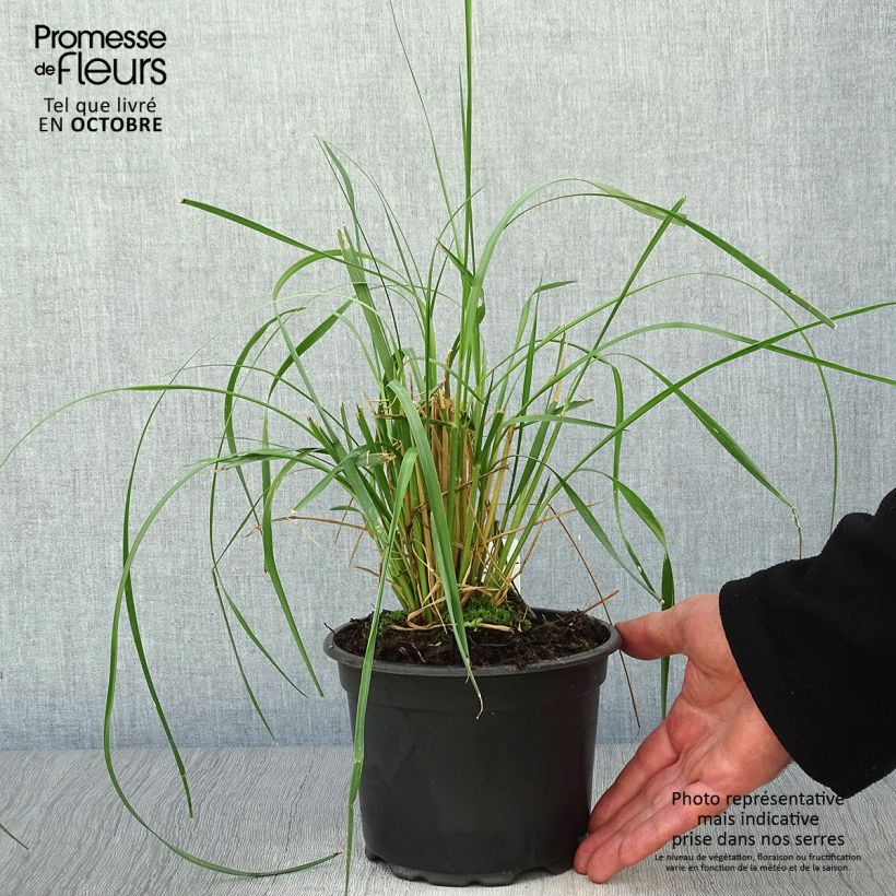 Spécimen de Pennisetum macrourum - Herbe aux écouvillons Pot de 2L/3L tel que livré en automne