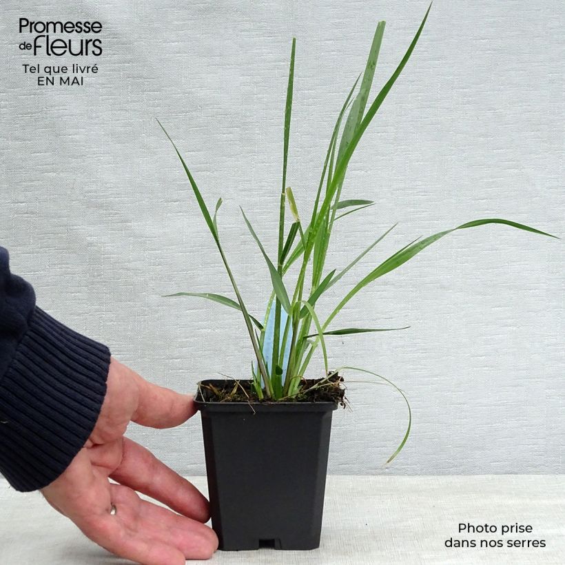 Pennisetum macrourum - African feather Grass 8/9 cm pot sample as delivered in spring