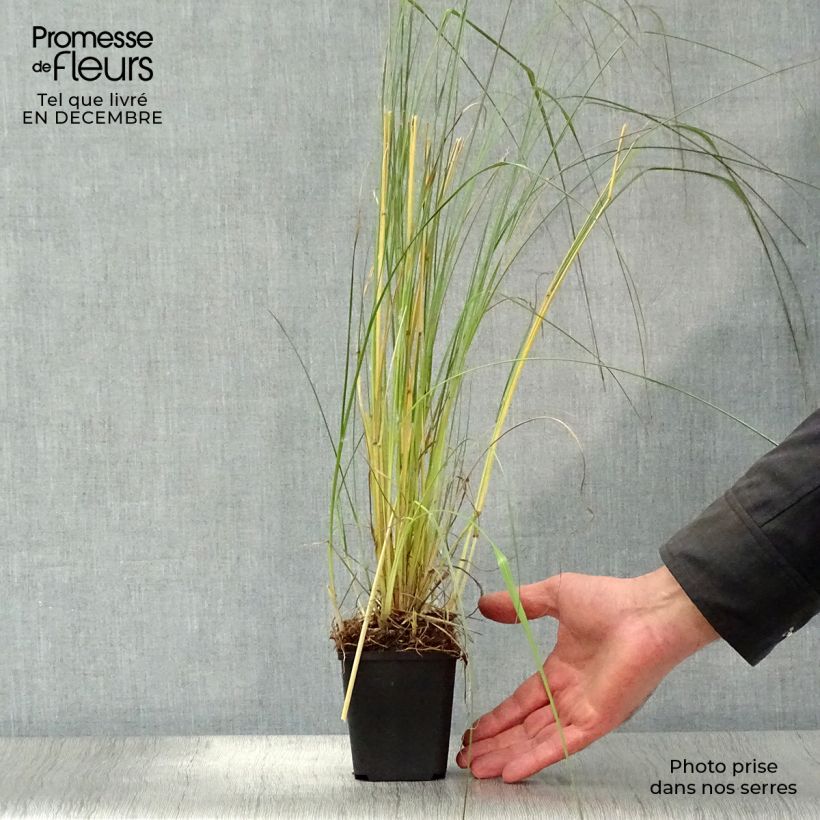 Spécimen de Pennisetum massaicum Red Bunny Tail Godet de 8/9 cm tel que livré en hiver