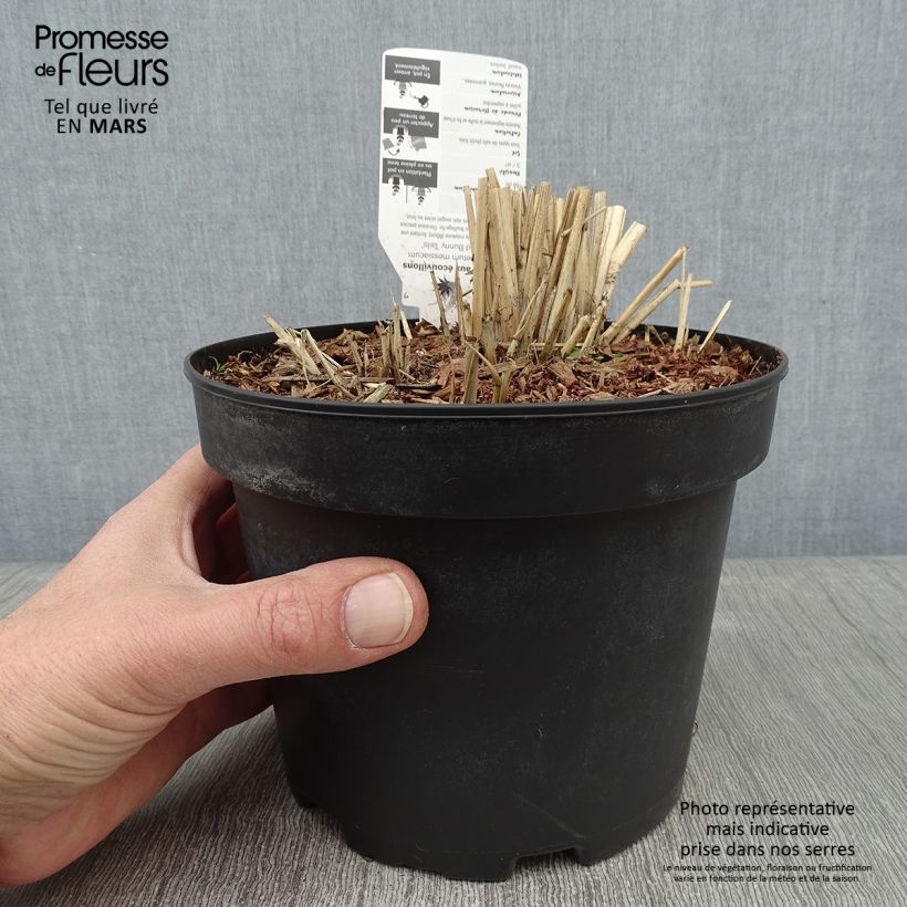 Spécimen de Pennisetum massaicum Red Bunny Tail Pot de 2L/3L tel que livré en hiver