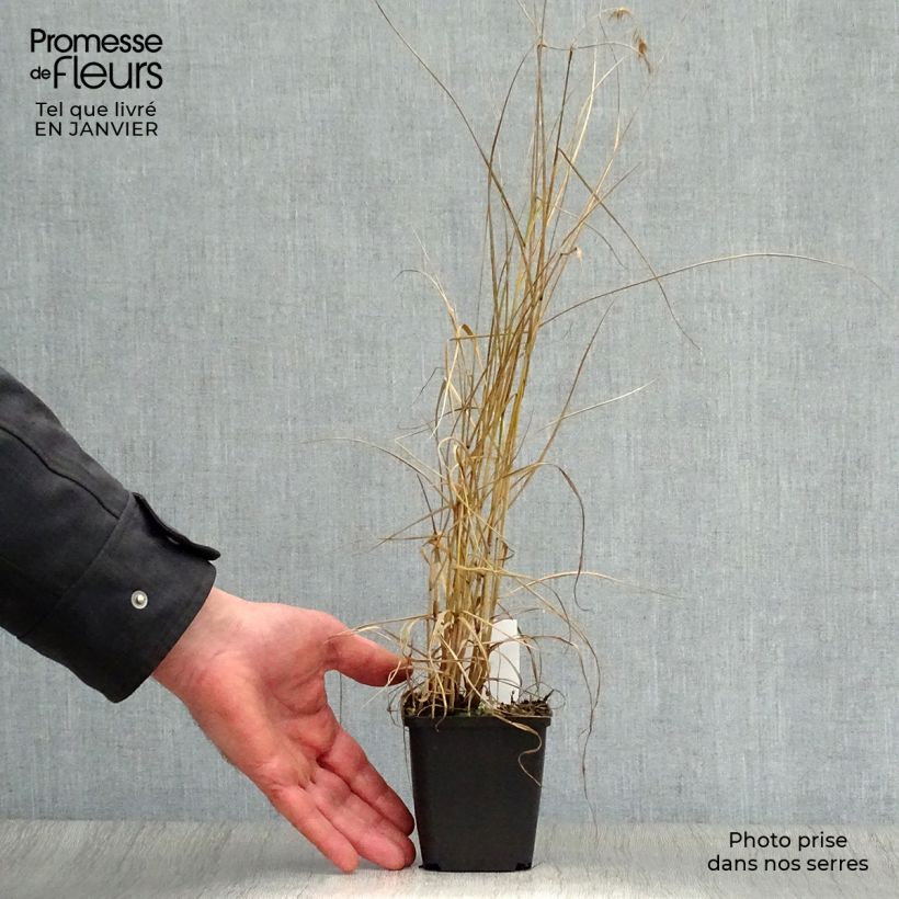 Spécimen de Pennisetum orientale Karley Rose - Herbe aux écouvillons roses Godet de 8/9 cm tel que livré en hiver