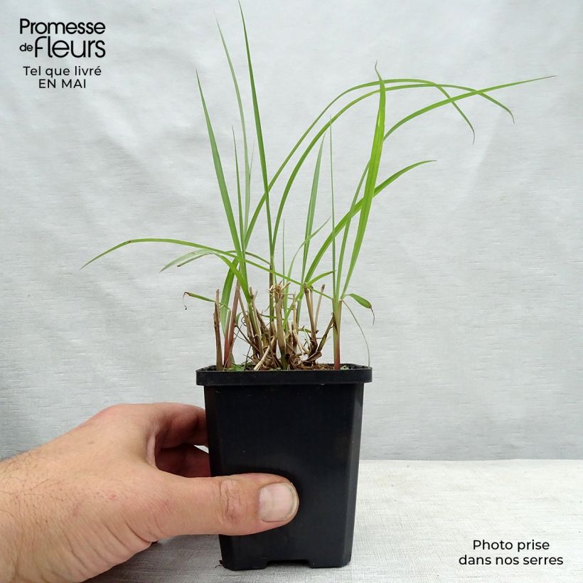 Spécimen de Pennisetum orientale Karley Rose - Herbe aux écouvillons roses Godet de 8/9 cm tel que livré au printemps