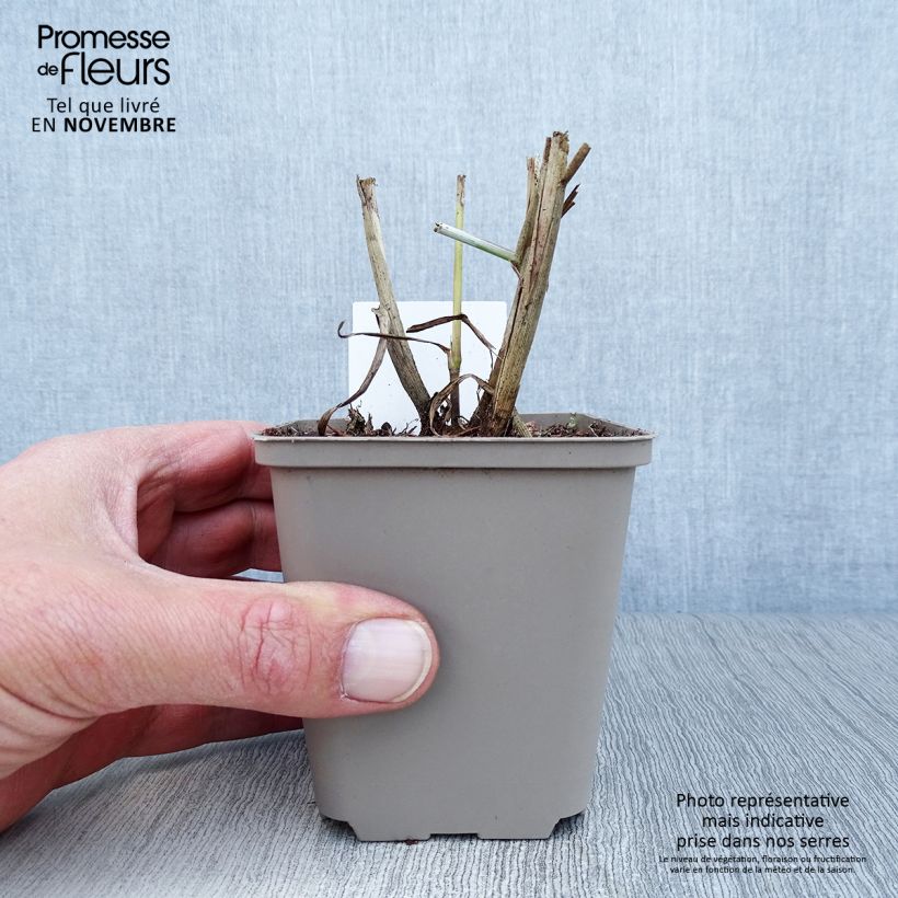 Spécimen de Pennisetum orientale Tall Tails - Herbe aux écouvillons blanc argenté Godet de 8/9 cm tel que livré en automne
