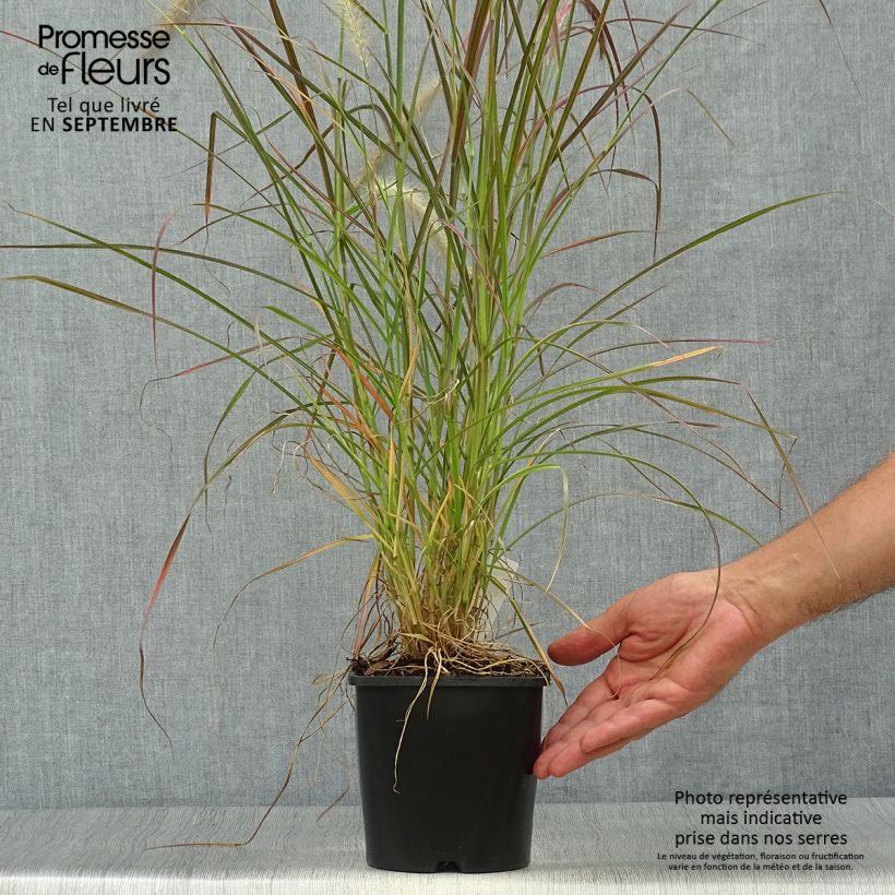 Spécimen de Pennisetum setaceum Fireworks - Herbe aux écouvillons Pot de 2L/3L tel que livré en automne