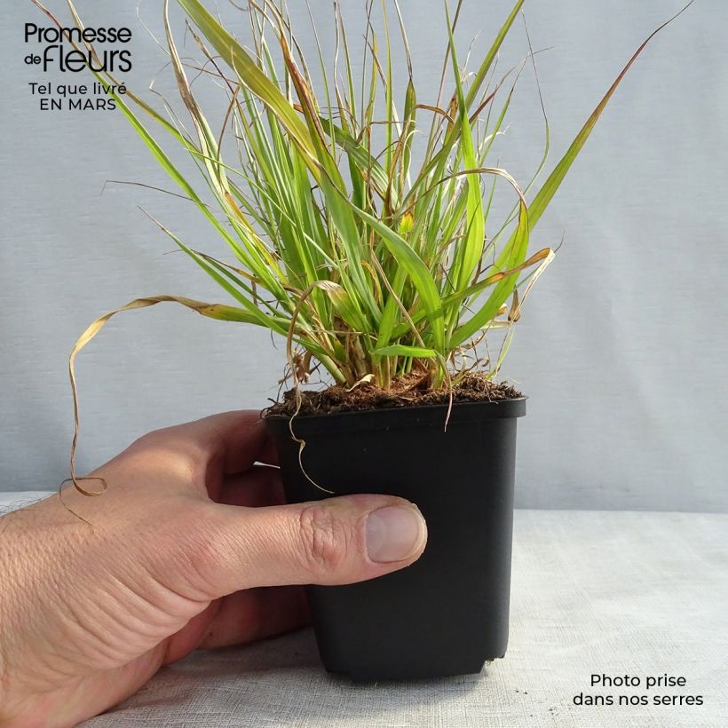 Spécimen de Pennisetum thunbergii - Herbe aux écouvillons pourpres Godet de 8/9 cm tel que livré au printemps