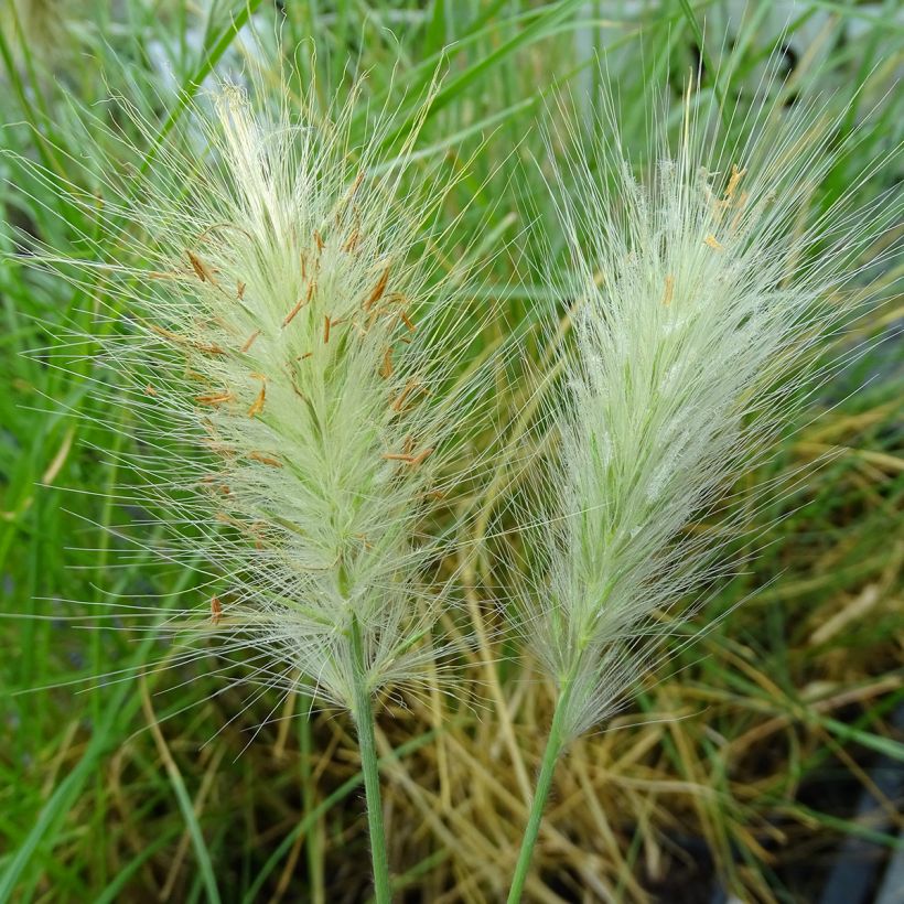 Pennisetum villosum - Herbe aux écouvillons (Floraison)
