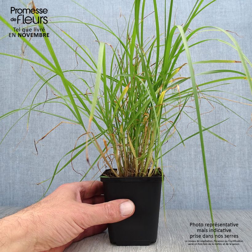 Spécimen de Pennisetum villosum - Herbe aux écouvillons Godet de 8/9 cm tel que livré en automne