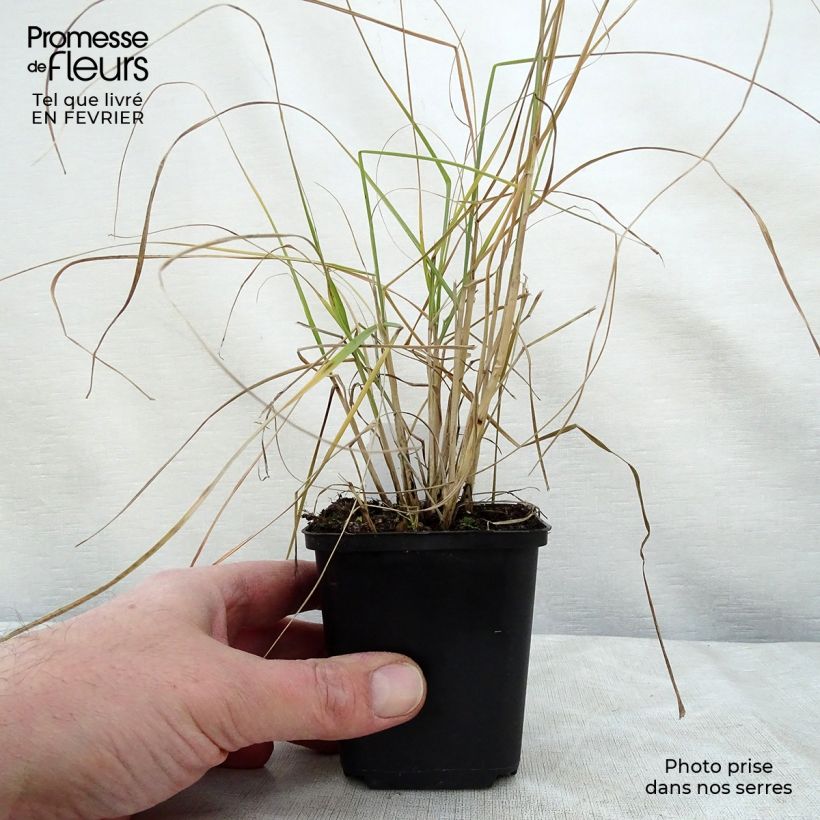 Spécimen de Pennisetum villosum - Herbe aux écouvillons Godet de 8/9 cm tel que livré en hiver