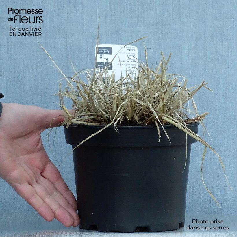 Spécimen de Pennisetum villosum - Herbe aux écouvillons Pot de 2L/3L tel que livré en hiver
