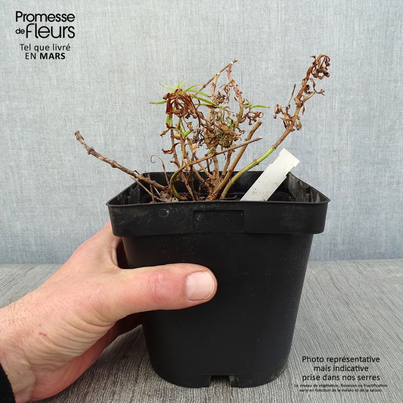 Spécimen de Penstemon Apple Blossom - Galane Pot de 2L/3L tel que livré en hiver