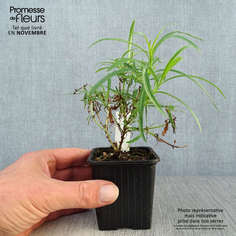 Spécimen de Penstemon Evelyn - Galane Godet de 8/9 cm tel que livré en automne