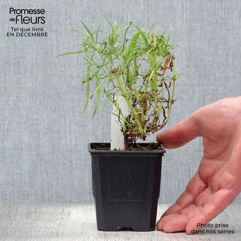 Spécimen de Penstemon Evelyn - Galane Godet de 8/9 cm tel que livré en hiver