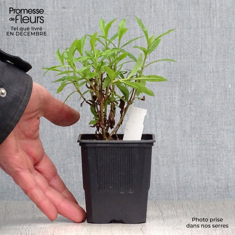 Spécimen de Penstemon Pensham Czar - Galane Godet de 8/9 cm tel que livré en hiver