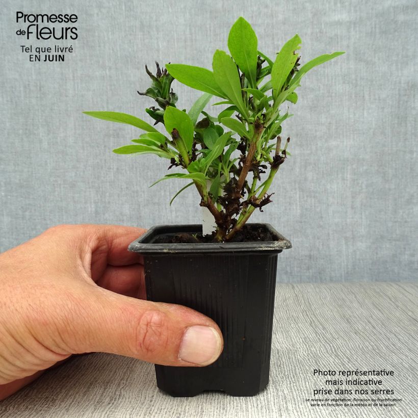 Spécimen de Penstemon Pensham Laura - Galane Godet de 8/9 cm tel que livré en été