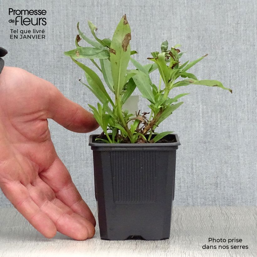 Spécimen de Penstemon Pensham Laura - Galane Godet de 8/9 cm tel que livré en hiver