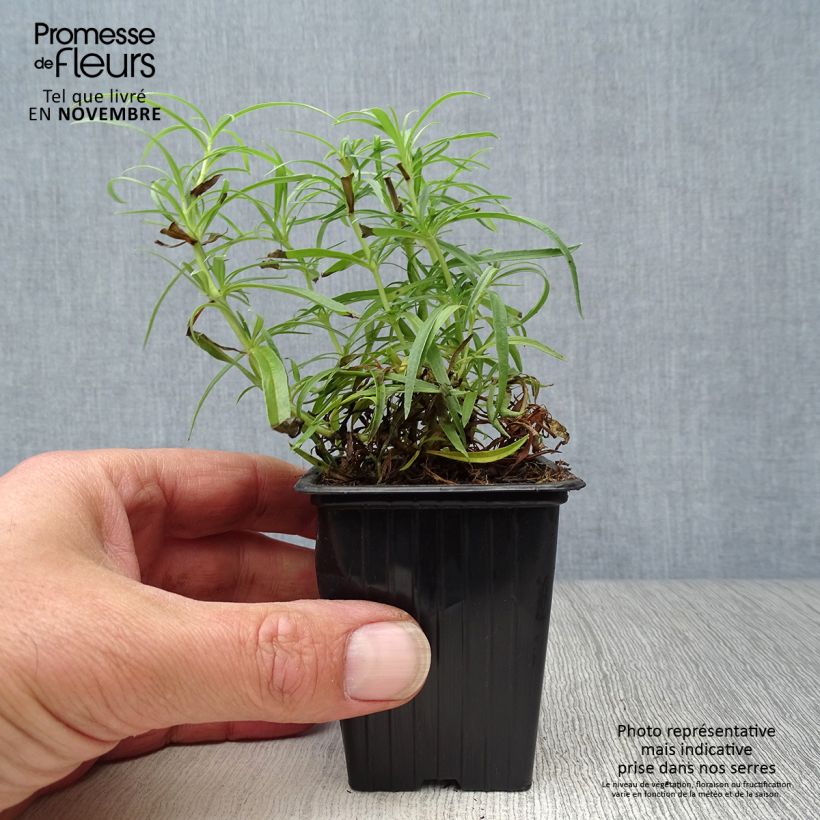 Spécimen de Penstemon Polaris Rose - Galane Godet de 7/8 cm tel que livré en automne
