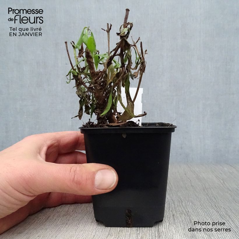 Spécimen de Penstemon Rich Ruby - Galane Godet de 7/8 cm tel que livré en hiver