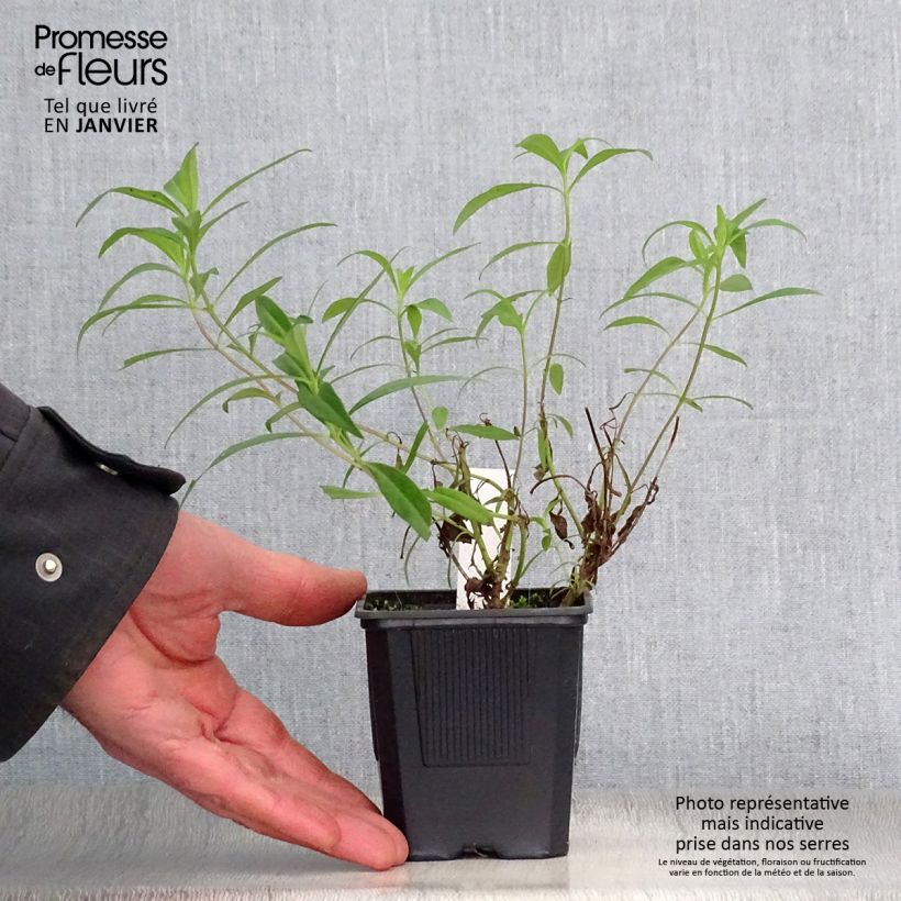 Spécimen de Penstemon Souvenir d'Adrien Régnier - Galane Godet de 8/9 cm tel que livré en hiver