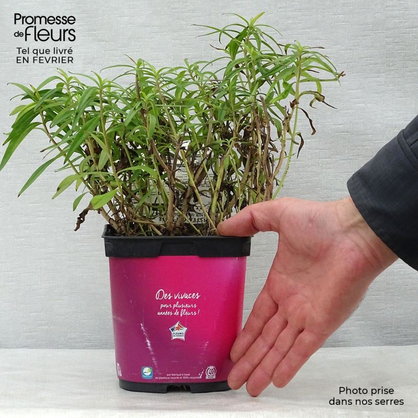 Spécimen de Penstemon Souvenir d'Adrien Régnier - Galane Pot de 2L/3L tel que livré en hiver