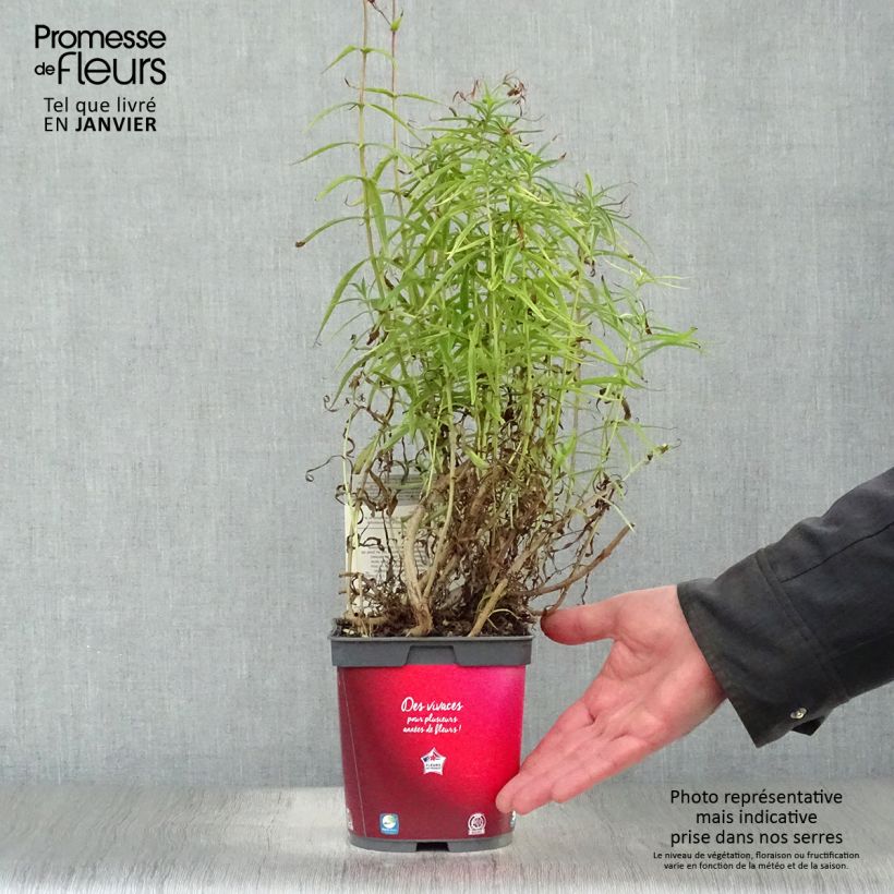 Spécimen de Penstemon barbatus Coccineus - Galane Pot de 2L/3L tel que livré en hiver
