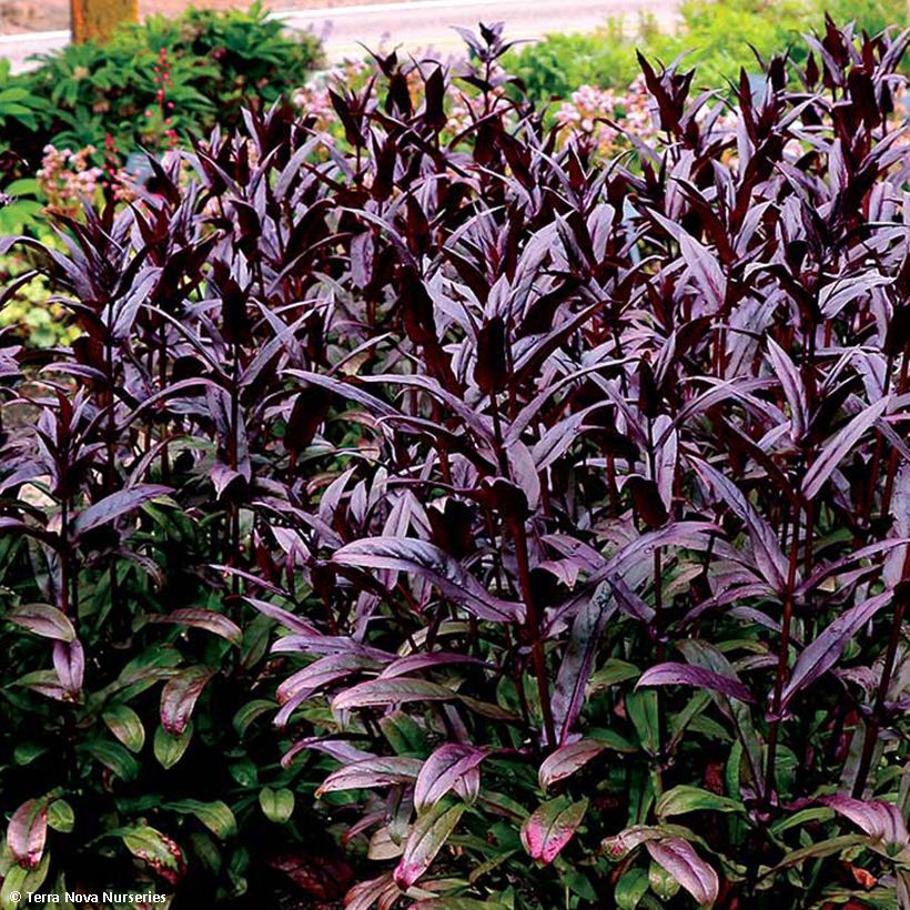 Penstemon digitalis Dakota Burgundy (Feuillage)