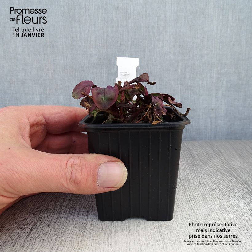 Spécimen de Penstemon digitalis Dakota Burgundy Godet de 8/9 cm tel que livré en hiver