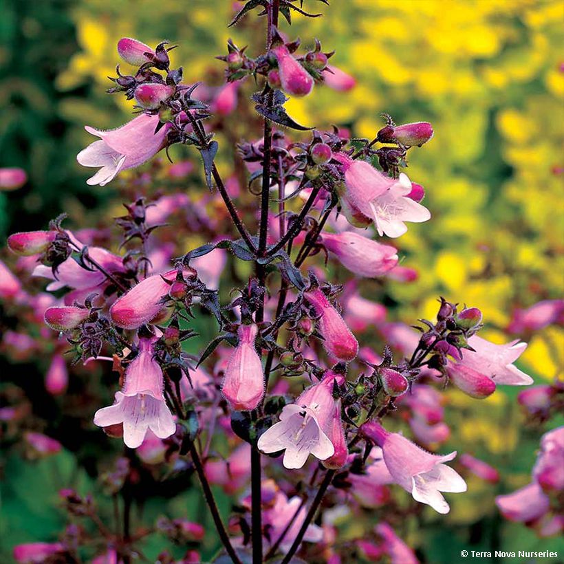 Penstemon digitalis Dakota Verde (Floraison)